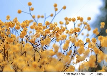 Clusters of Mitsumata flowers Clusters of Mitsumata flowers 124590863