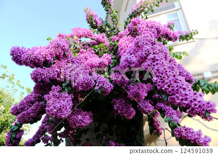 A vibrant bougainvillea vine bursts with purple flowers against a building 124591039