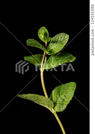 A branch of mint on a black background. Ingredient. 124591098