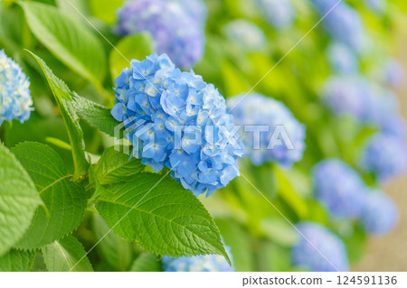 Blue Hydrangea Path 124591136