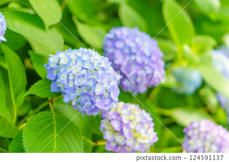 繡球花漸變 繡球花漸變 124591137