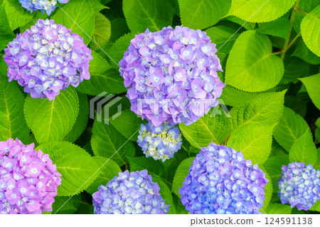 Hydrangea gradient 124591138