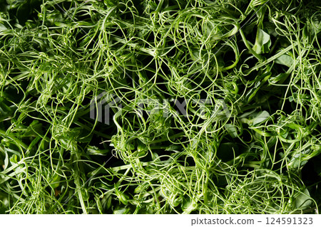 Microgreens, sprouting peas, top view. Healthy food. Background abstract photo. Studio environment. Microgreens, sprouting peas, top view. Healthy food. Background abstract photo. Studio environment. 124591323