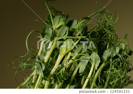 A bunch of pea sprouts on a green background. Microgreens. Germinating peas for healthy nutrition. Place for text. A bunch of pea sprouts on a green background. Microgreens. Germinating peas for healthy nutrition. Place for text. 124591331