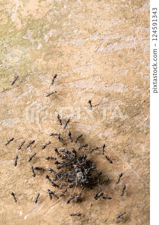 Ants carry bug prey 124591343