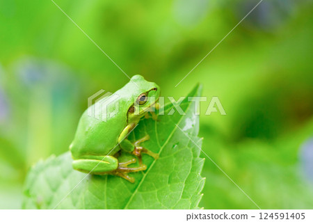 Tree frog Tree frog 124591405