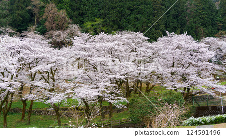 神奈川縣相模原市津久井湖白山公園櫻花盛開 124591496