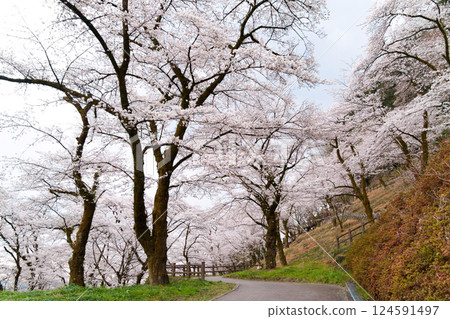 神奈川縣相模原市津久井湖白山公園櫻花盛開 124591497