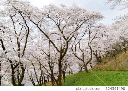 神奈川縣相模原市津久井湖白山公園櫻花盛開 124591498
