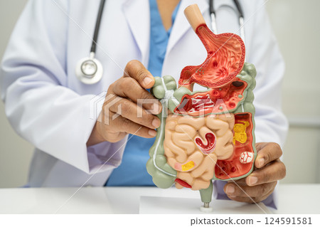 Digestive system with stomach and intestine, Asian doctor holding human anatomy model for study diagnosis and treatment in hospital. 124591581