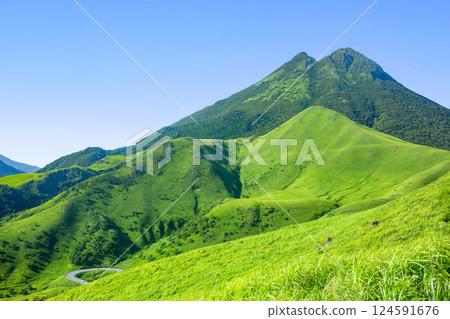 Ears of barley Ears of barley 124591676