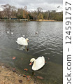 Swan 124591757