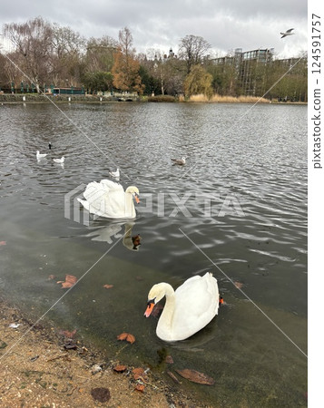 Swan Swan 124591757