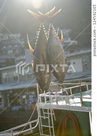 黃鰭鮪魚清晨上岸 124592105
