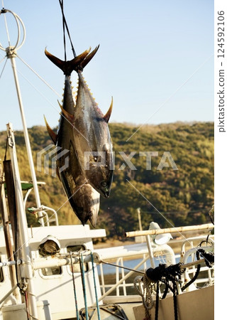 黃鰭鮪魚抵達港口城鎮 124592106