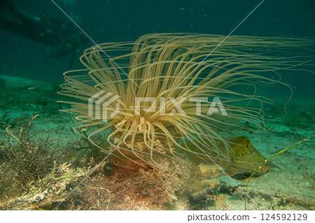 A beautiful tube or cylinder anemone with a scuba diver in the background A beautiful tube or cylinder anemone with a scuba diver in the background 124592129