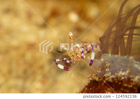 A super macro photo of a Holthuis cleaner shrimp, Ancylomenes holthuisi 124592136
