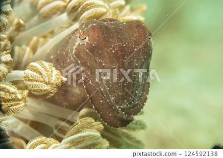 A close-up portrait of an amazing cuttlefish looking out from among soft coral and into the camera.  124592138