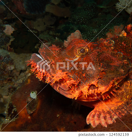 A close-up picture of the head of a red scorpionfish in profile at the Verde island, Philippines 124592139