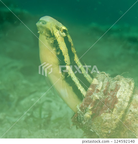 An underwater picture of a Blenny fish peeking out from a bottle on the seafloor at a muck dive 124592140