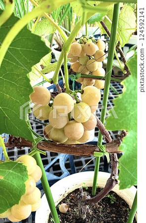 葡萄的各種功效 葡萄的各種功效 124592141