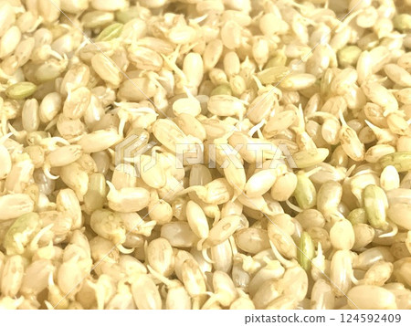 黃金發芽糙米 黃金發芽糙米 124592409