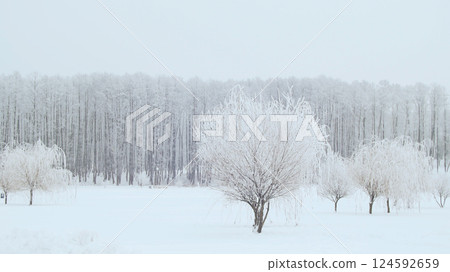 Landscape of the winter city park. Snow falls. Landscape of the winter city park. Snow falls. 124592659