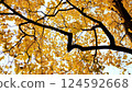 Yellow tops of maple trees in autumn. A park. Nature. 124592668