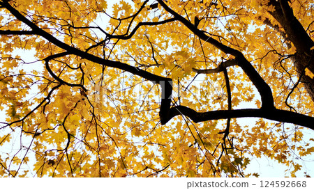 Yellow tops of maple trees in autumn. A park. Nature. Yellow tops of maple trees in autumn. A park. Nature. 124592668