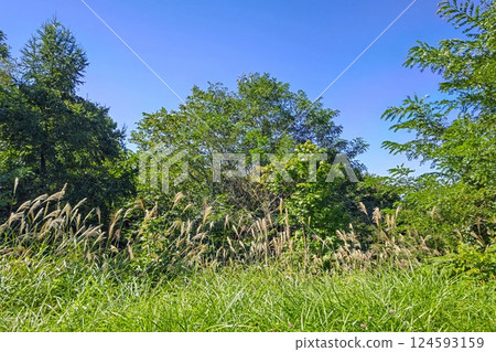 藍天、茂盛的樹木和銀色的草地 124593159
