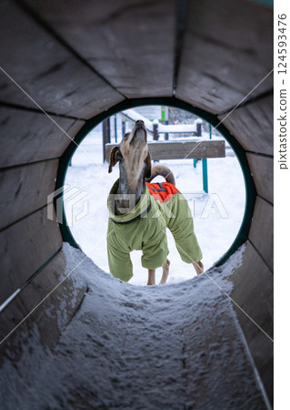 dog training. a spotted gray-brown dog in a green winter jumpsuit. A pet walks in the snow. dog training. a spotted gray-brown dog in a green winter jumpsuit. A pet walks in the snow. 124593476