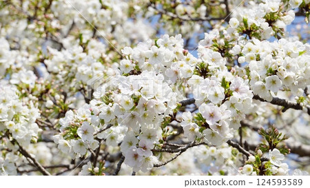 White cherry tree in full bloom White cherry tree in full bloom 124593589