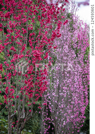 Blooming red and pink peach blossoms Blooming red and pink peach blossoms 124593601