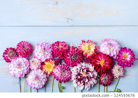 White, red, pink and purple dahlia flowers on blue wooden background with space for text. Summer romantic background. Flat lay. Nature concept 124593676