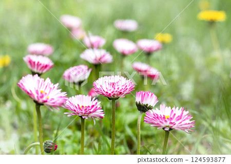 Beautiful pink daisies blooming in a lush green meadow during springtime 124593877
