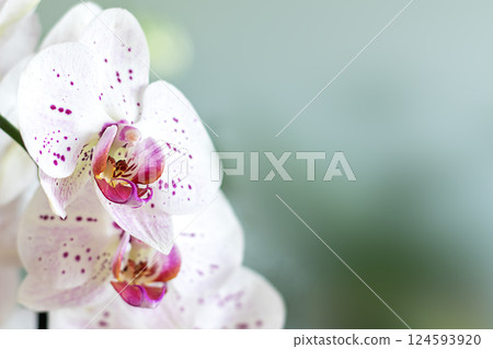 Elegant white orchid flowers with pink spots and a blurred background 124593920