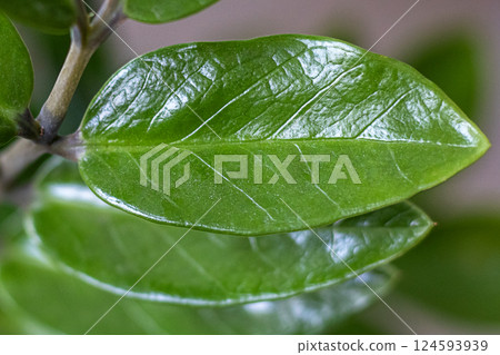 Close-up of a vibrant green plant leaf with intricate vein details 124593939