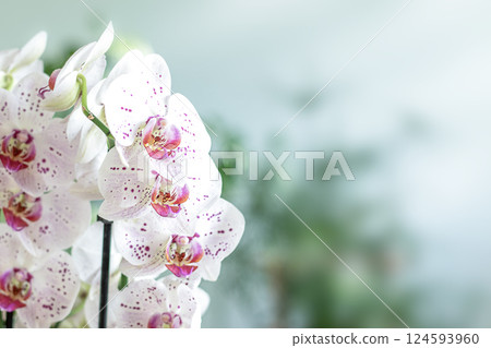 Elegant orchid flowers captured in soft daylight with blurred natural background Elegant orchid flowers captured in soft daylight with blurred natural background 124593960