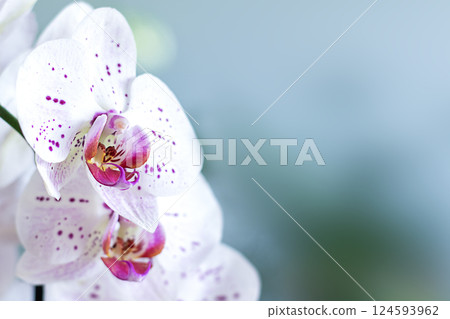 Close-up of vibrant pink orchids against a blurred green background Close-up of vibrant pink orchids against a blurred green background 124593962