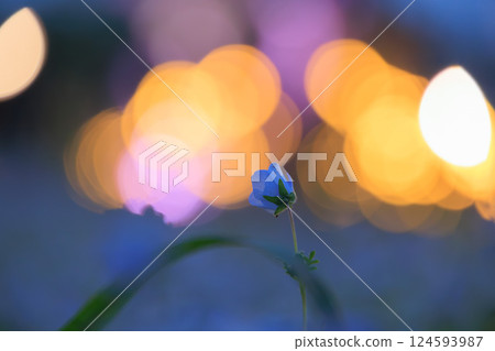 發光的粉蝶 124593987