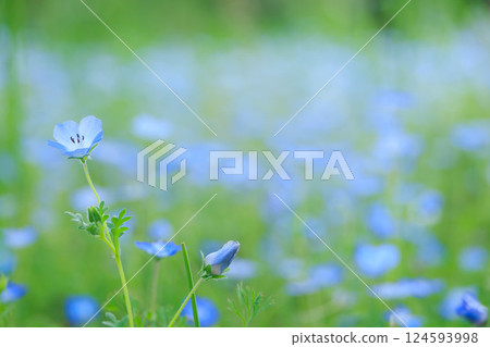 Nemophila field in Toneri Park Nemophila field in Toneri Park 124593998