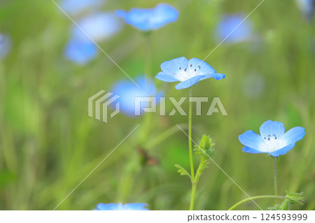 Nemophila field in Toneri Park 124593999
