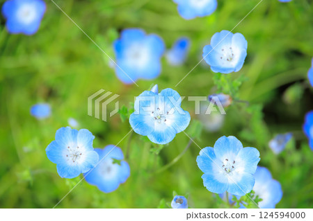 Nemophila field in Toneri Park Nemophila field in Toneri Park 124594000