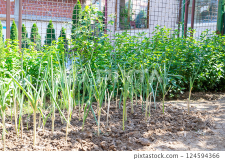 Fresh spring green vegetables in a garden 124594366