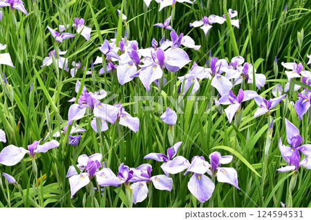 虹膜花園裡盛開著紫色和白色的虹膜花 124594531
