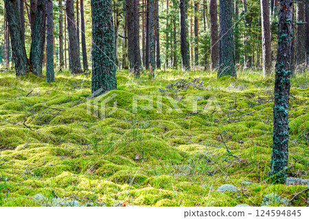 Beautiful scenic evergreen pine forest with thick layer of green moss Beautiful scenic evergreen pine forest with thick layer of green moss 124594845