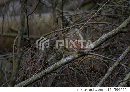 Dunnock (Prunella modularis) foraging for insects 124594911