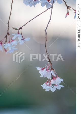 Photographing a weeping cherry tree swaying in the spring breeze with a blurred background 124594922