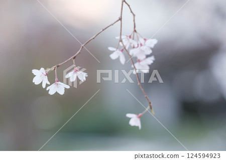 Photographing a weeping cherry tree swaying in the spring breeze with a blurred background 124594923
