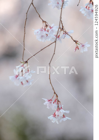 Photographing a weeping cherry tree swaying in the spring breeze with a blurred background 124594926